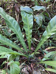 Anthurium crenatum
