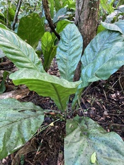 Anthurium crenatum