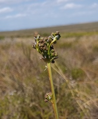 Lichtensteinia latifolia