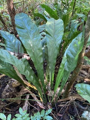 Anthurium crenatum