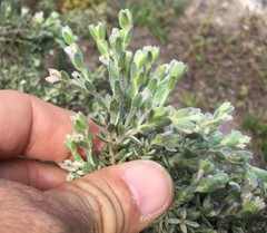 Gnidia nodiflora