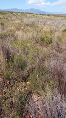 Lichtensteinia latifolia