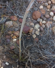 Lichtensteinia latifolia