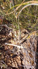 Lichtensteinia latifolia