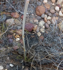 Lichtensteinia latifolia