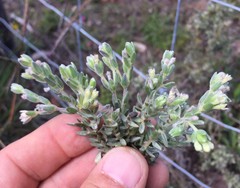 Gnidia nodiflora