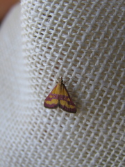 Pyrausta virginalis