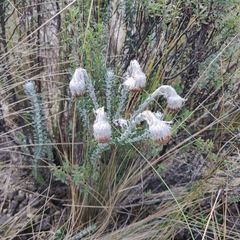 Lasiocephalus ovatus