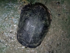 Cuora amboinensis couro