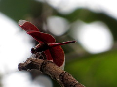 Neurothemis fluctuans