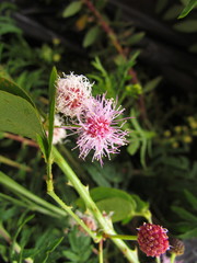 Mimosa velloziana