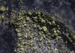 Scoliciosporum umbrinum