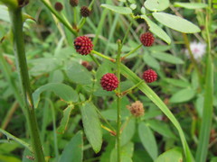 Mimosa velloziana