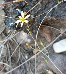 Bulbine mesembryanthemoides