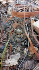 Bulbine mesembryanthemoides