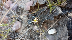 Bulbine mesembryanthemoides