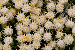 Baccharis magellanica