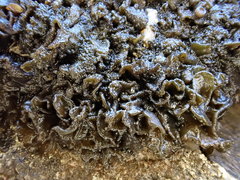 Lathagrium auriforme