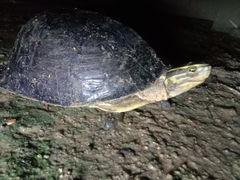 Cuora amboinensis couro