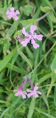 Silene aegyptiaca