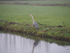 Ardea cinerea