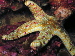 Neoferdina cumingi