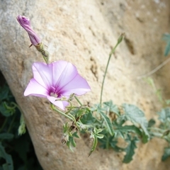 Convolvulus althaeoides althaeoides