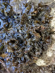 Lathagrium auriforme