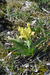 Iris pseudopumila