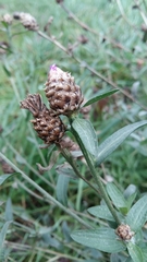 Centaurea decipiens