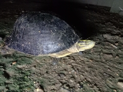 Cuora amboinensis couro