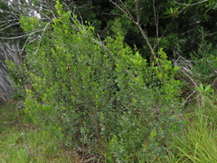 Searsia lucida lucida