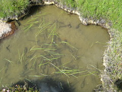 Rana muscosa