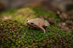 Parker's Brazilian Dumpy Frog photo 1