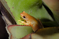 Izecksohn's Brazilian Treefrog photo 4