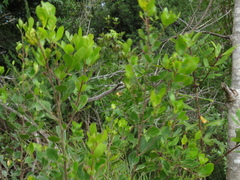 Searsia lucida lucida