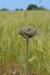 Allium cyrillii