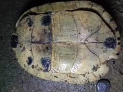 Cuora amboinensis couro