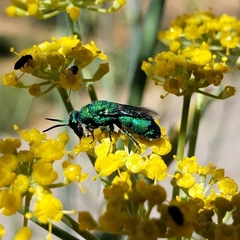 Chrysidini