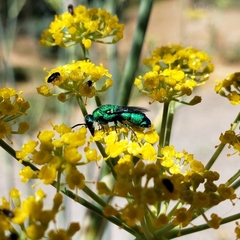 Chrysidini