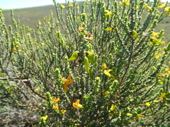 Aspalathus pinguis pinguis