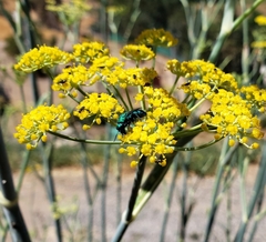 Chrysidini