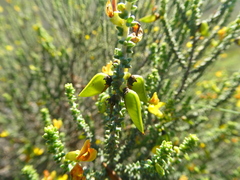 Aspalathus pinguis pinguis