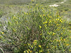 Aspalathus pinguis pinguis