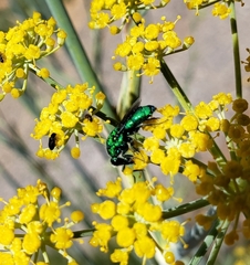 Chrysidini