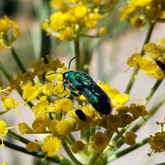 Chrysidini