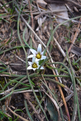 Sand Crocus