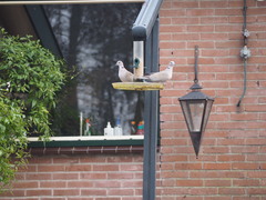 Streptopelia decaocto