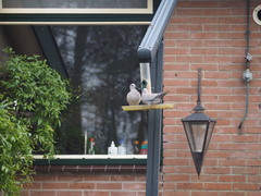 Streptopelia decaocto