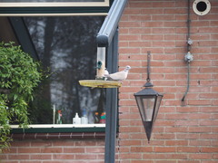 Streptopelia decaocto